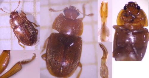 Epuraea aestiva